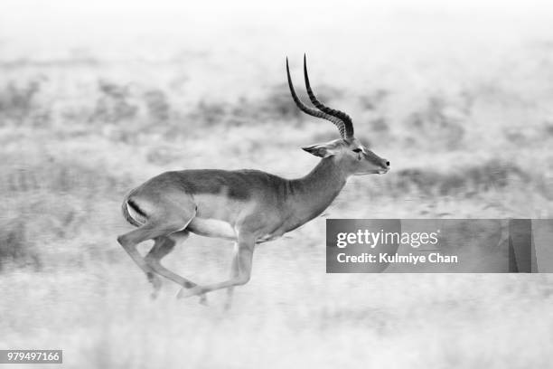 morning sprinting (b&w) - impala stock pictures, royalty-free photos & images