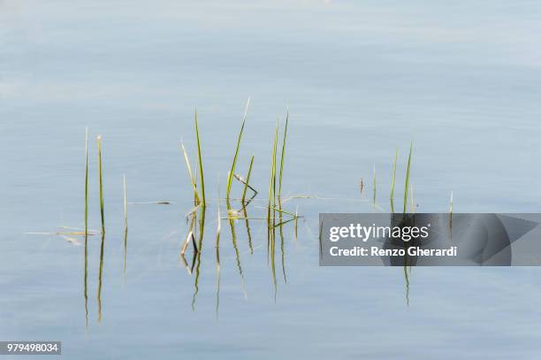grass growing in water - renzo gherardi foto e immagini stock