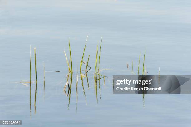 grass growing in water - renzo gherardi stock pictures, royalty-free photos & images