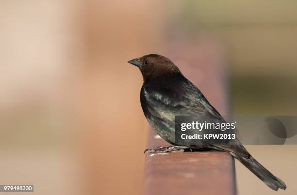 brown headed cowbird - cowbird stock pictures, royalty-free photos & images