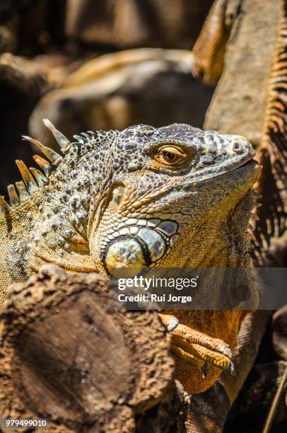 portrait of green iguana (iguana iguana), monte selvagem, lavre, portugal - animal selvagem 個照片及圖片檔