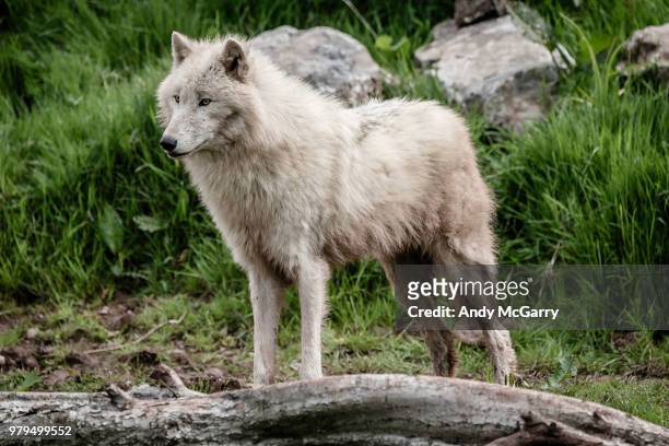 portrait of arctic wolf (canis lupus arctos), cumbria, england, uk - south lakes safari zoo stock pictures, royalty-free photos & images