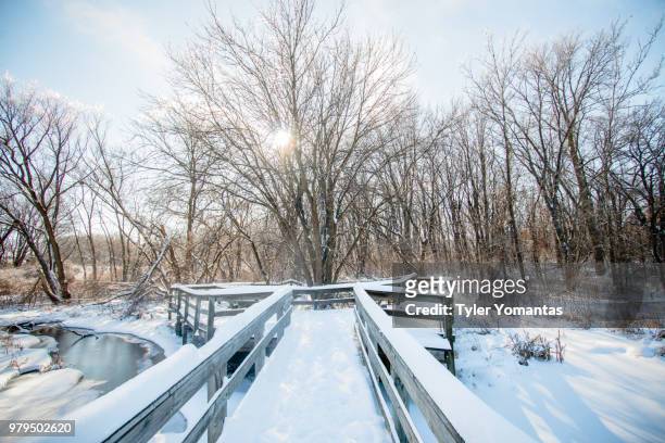 a winters' sun - tyler frost imagens e fotografias de stock