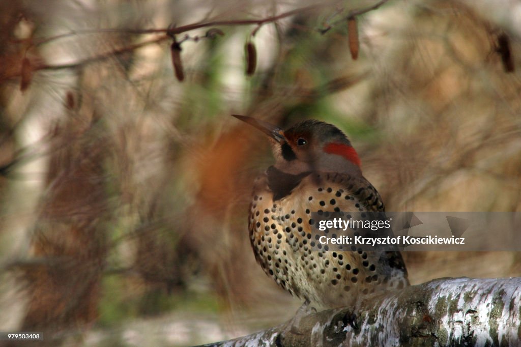 Northen Flicker Dream