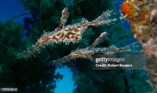 ghost pipe fish - halicampus macrorhynchus peixe cachimbo fantasma - fotografias e filmes do acervo