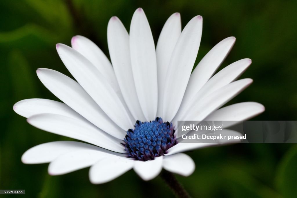Daisy