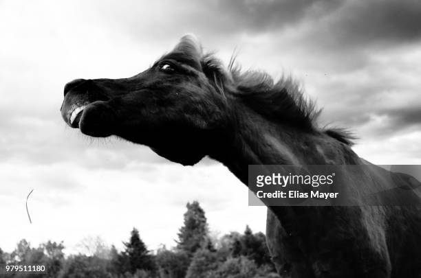 horse "2 - hairy bum stock-fotos und bilder