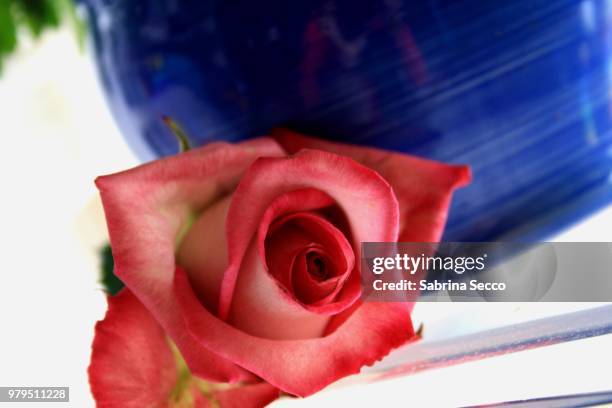 il vaso blu - piano rose stock pictures, royalty-free photos & images