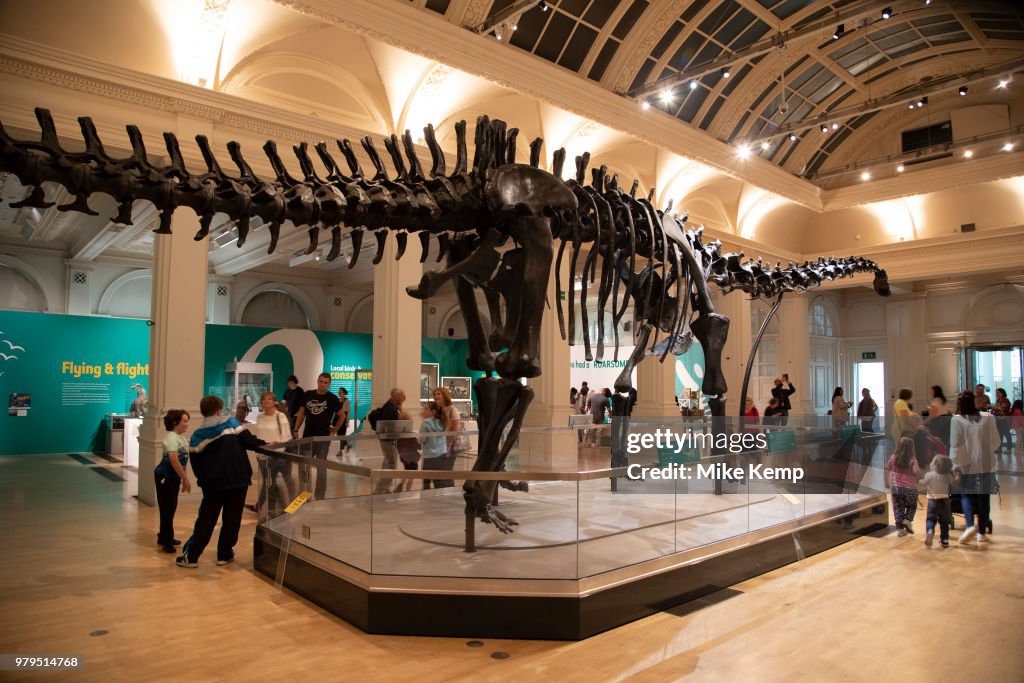 Dippy On Tour In Birmingham