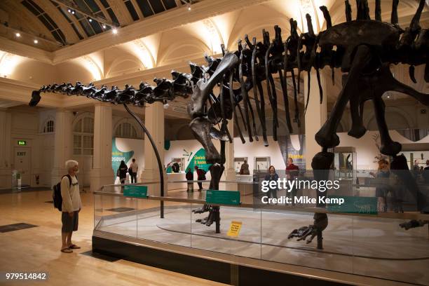 Diplodocus dinosaur skeleton, known as Dippy on tour at the Gas Hall part of Birmingham Museum in Birmingham, United Kingdom.