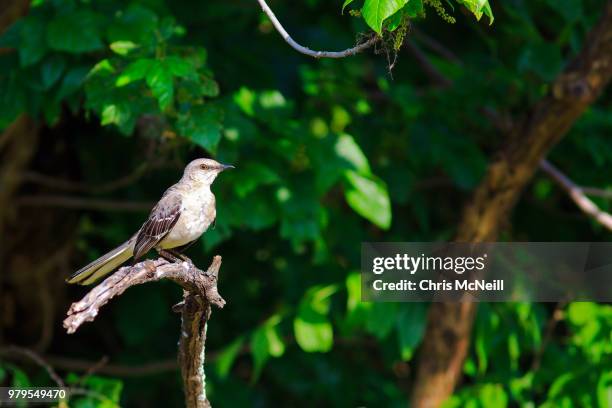 northern mockingbird (mimus polyglottos) perching on tree branch - northern mockingbird stock pictures, royalty-free photos & images