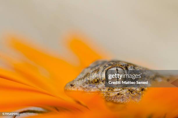close-up of head of gecko (tarentola mauritanica) - tarentola stock pictures, royalty-free photos & images