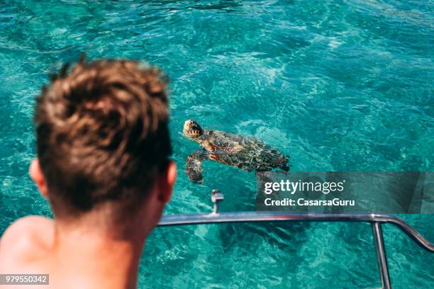 young man looking at a turtle from a boat - turtle stock pictures, royalty-free photos & images