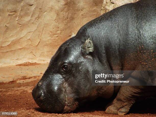 heft - baby hippo stock pictures, royalty-free photos & images