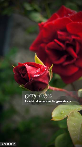 wet red roses - alexander rosen stock-fotos und bilder