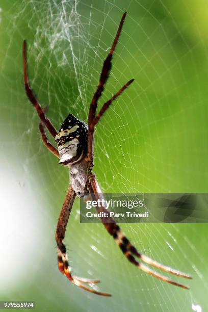 yellow garden spider (argiope aurantia) on spiderweb - orb web spider stock pictures, royalty-free photos & images