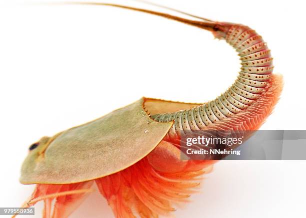 longtail schildkrebse, triops longicaudatus, mit fokus auf heck - leben im teich stock-fotos und bilder