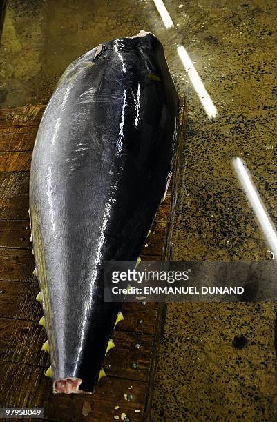 Bluefin tuna awaits to be cut into pieces and distributed to New York's top sushi restaurants at a fish market in Jersey City, New Jersey, March 12,...