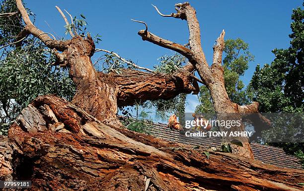 An emergency worker helps to secure a house after a giant gum tree crashed into the roof as the houseowner slept inside during a freak storm in a...