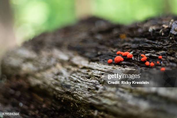 red slime mold - plasmódio - fotografias e filmes do acervo