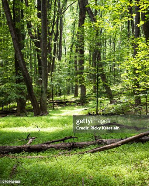 grassy on forest floor - temperate forest stock-fotos und bilder