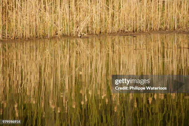 reflet dans l'eau - reflet stock-fotos und bilder