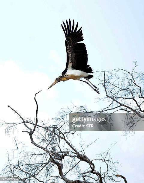 Bird flies in Sri Lanka's southern Lunugamvehera nature reserve on March 23, 2010. The Lunugamvehera National Park 260 kms southwest of Colombo is a...