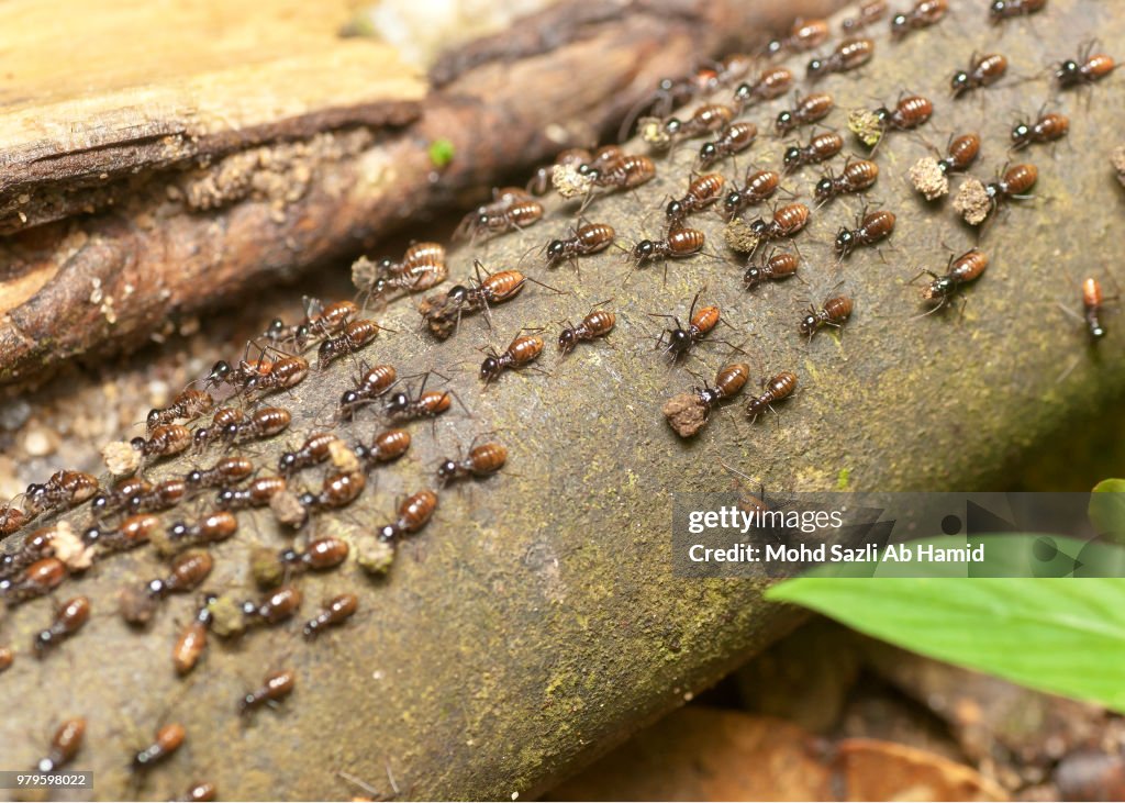 Army of termites (Nasutitermitinae) migrating and carrying rocks