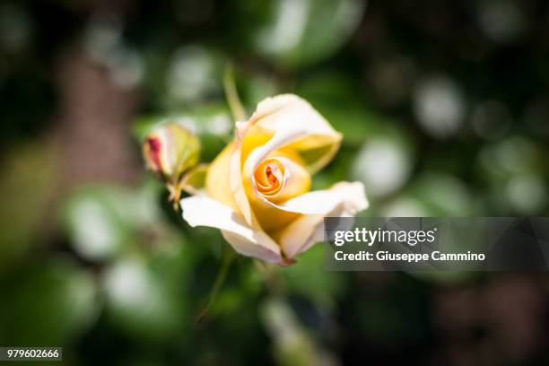 Giuseppe Roses 243 Giuseppe Rosa To Stock Photos, High-Res Pictures, and Images ...