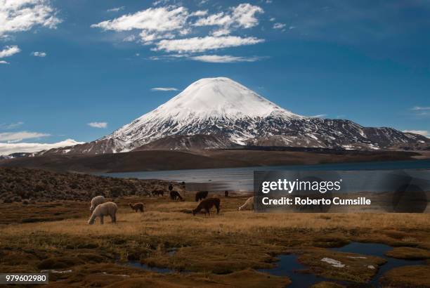 alpacas (vicugna pacos) eating grass against chungara lake and parinacota, arica, chile - arica fotografías e imágenes de stock