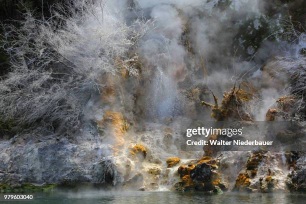 small fountain at lake rotomahana - japanese cedar tree stock pictures, royalty-free photos & images