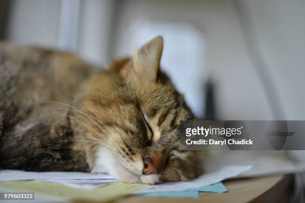 paperweight... - paperweight stock pictures, royalty-free photos & images