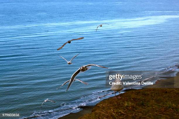 birds in flight, sequim wa - sequim stock pictures, royalty-free photos & images