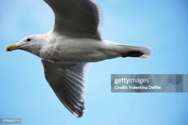 bird in flight up close, sequim wa - sequim stock pictures, royalty-free photos & images