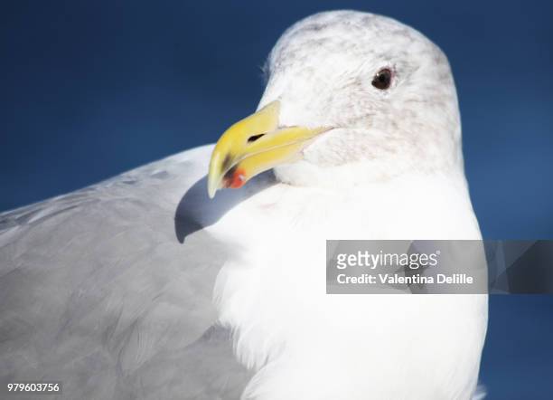 gull, sequim wa - sequim stock pictures, royalty-free photos & images