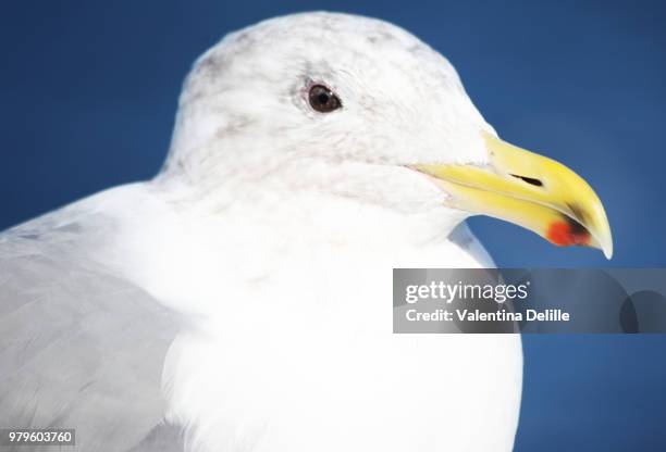 gull, sequim wa - sequim stock pictures, royalty-free photos & images