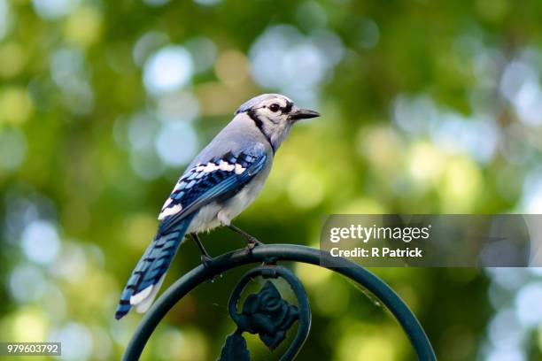 Jay R Side View 118,161 R Jay Stock Photos, High-Res Pictures, and Images - Getty Images