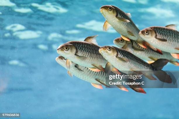 school of tigerfishes swimming side by side, singapore - swimming fish stock pictures, royalty-free photos & images