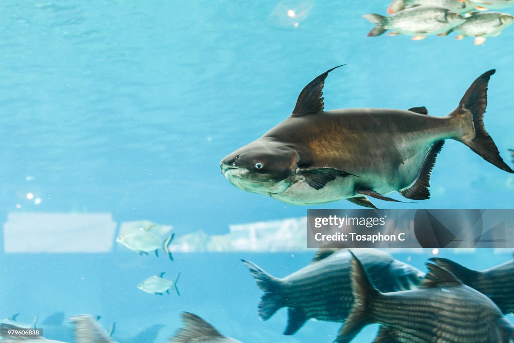 Mekong giant catfish