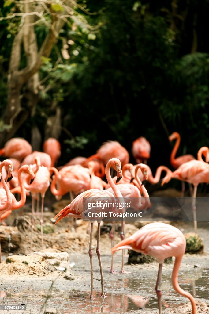 Flock of flamingos against lush greenery, Jurong, Singapore