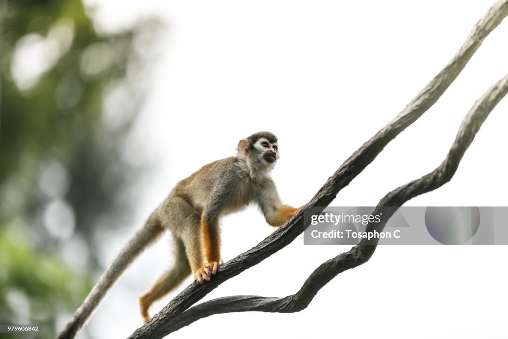 Monkey climbing up tree branch, Asia