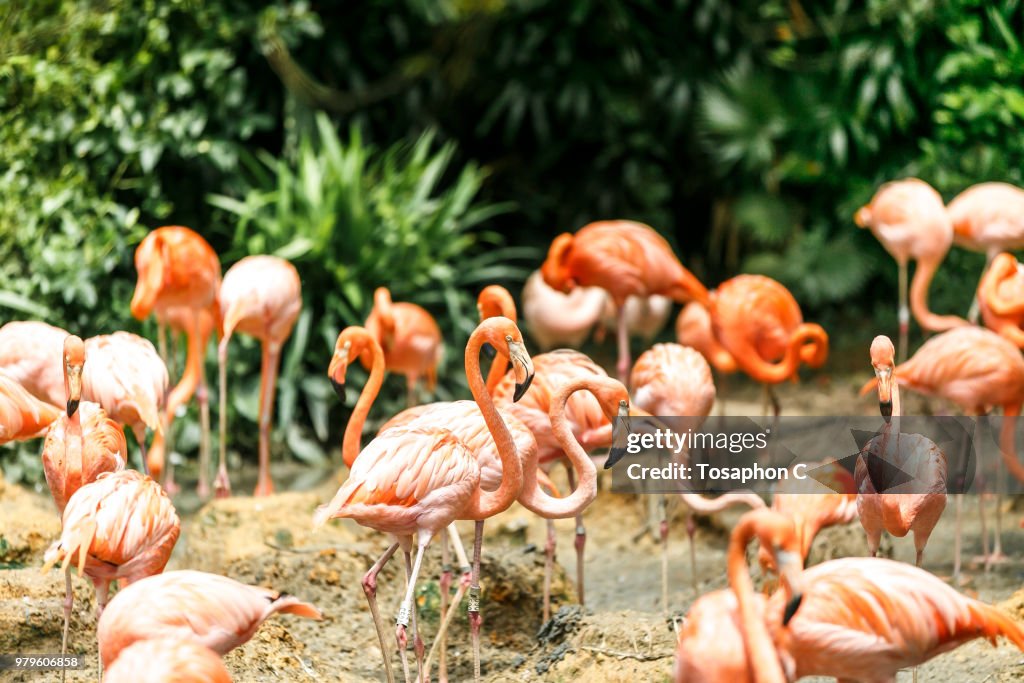 Flock of flamingos against lush greenery, Jurong, Singapore