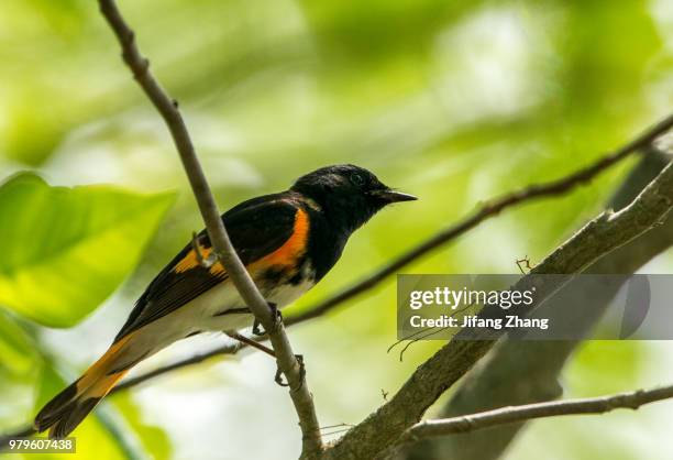 american redstart perching on tree branch - american redstart stock pictures, royalty-free photos & images