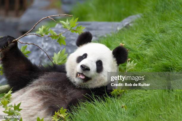 giant panda - queen sofia attends official act for the conservation of giant panda bears stockfoto's en -beelden