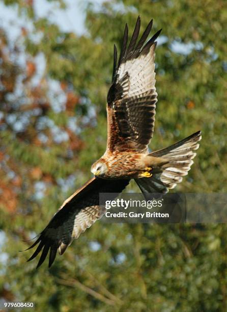 red kite 1 - gary hunt stock pictures, royalty-free photos & images