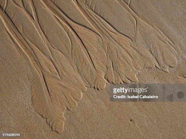 sand leaves/hojas de arena - arena de playa stock-fotos und bilder