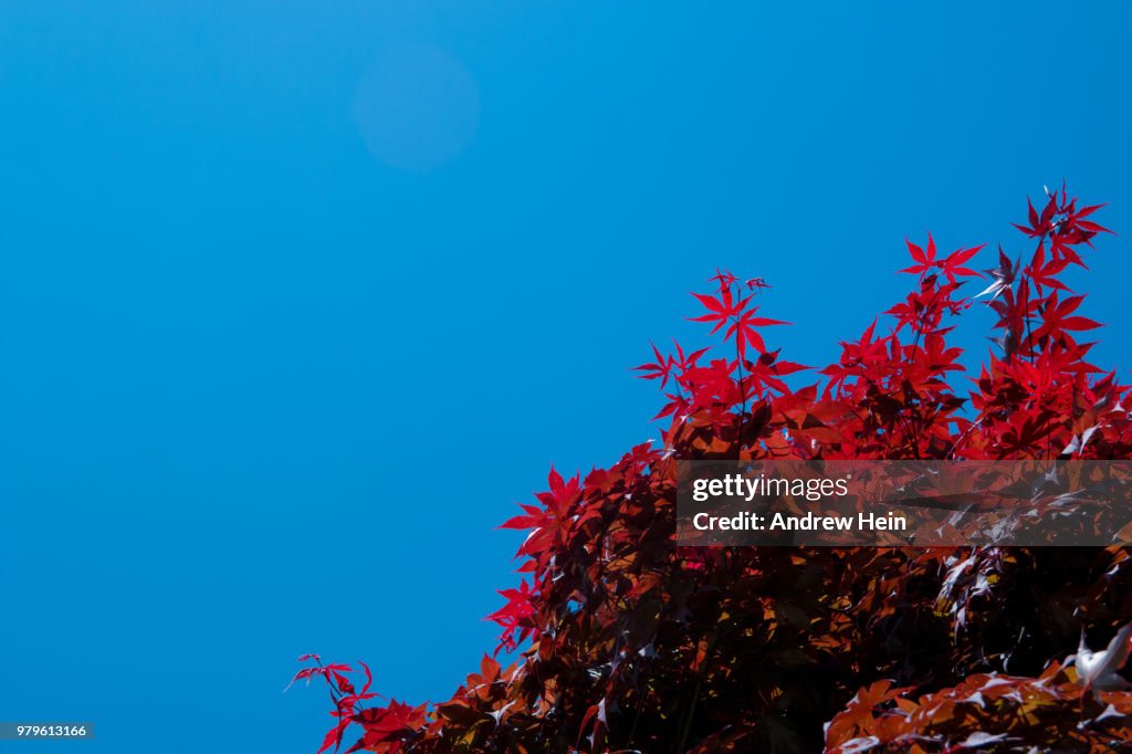 MOSTLY BLUE, WITH A HINT OF RED
