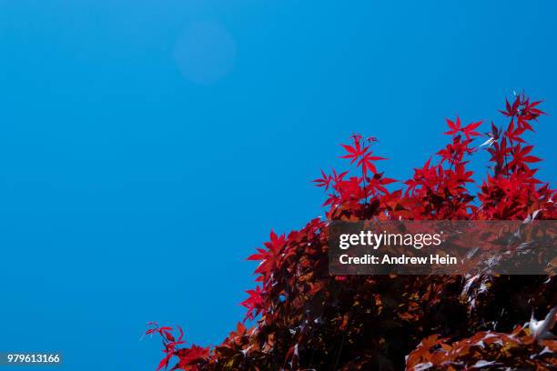 mostly blue, with a hint of red - red gorgonian sea fan stock pictures, royalty-free photos & images