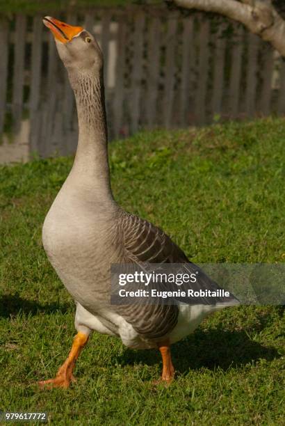 singing duck - greylag goose stock pictures, royalty-free photos & images