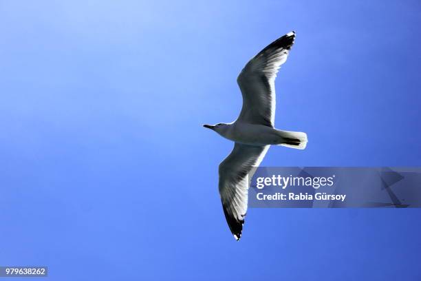 flight - rabbia stock pictures, royalty-free photos & images